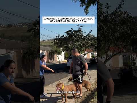 Não passei com os cães nesse horário ! #familiapitbull #pitbull #shorts