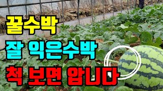 수박 수확시기 잘익고 맛있는수박 고르는 꿀팁 정말 이것만보면 수박 실패없이 골라요