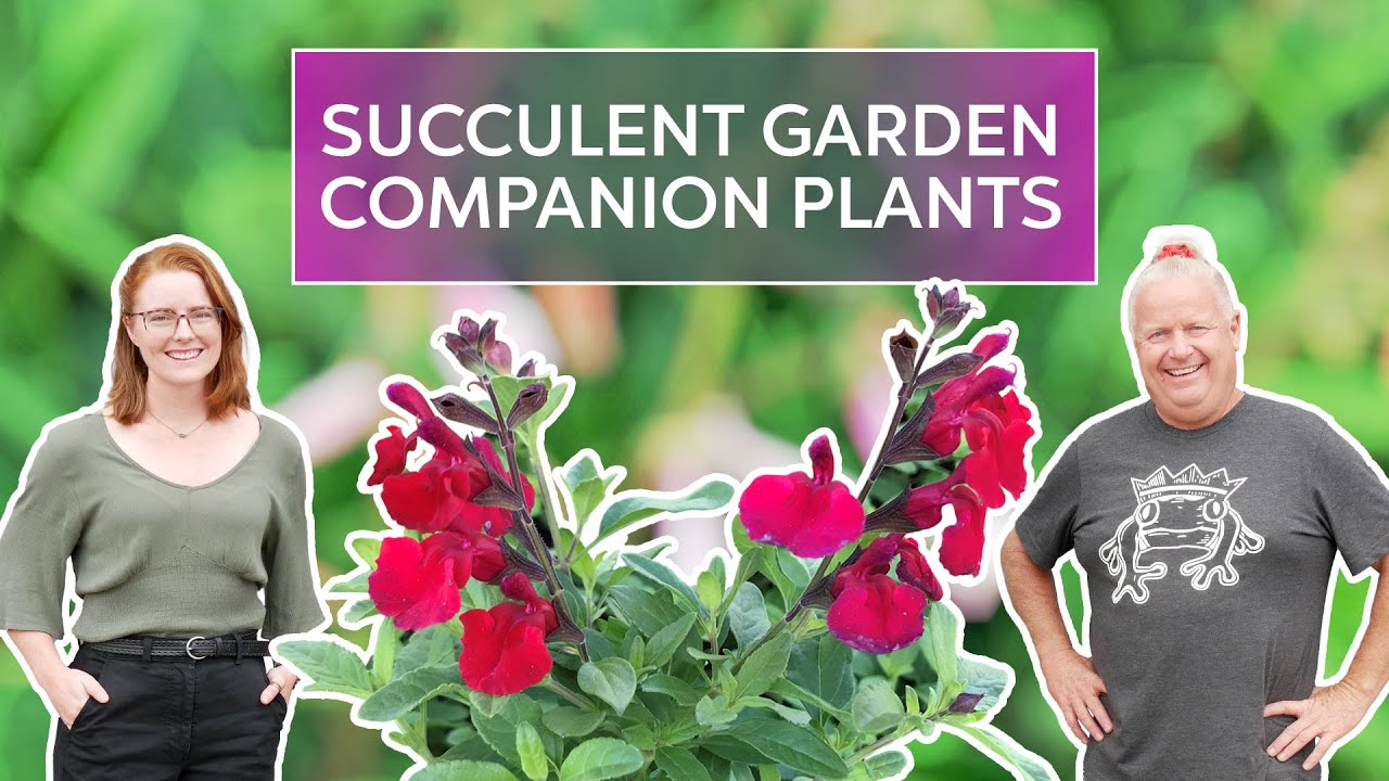 Best Drought Tolerant Plants for Succulent Gardens - Little Prince Nursery Tour