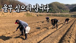 율무 농사 - 율무 파종하기