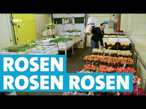 Wie zwei Brüder 30.000 Rosen am Tag ernten und verkaufen