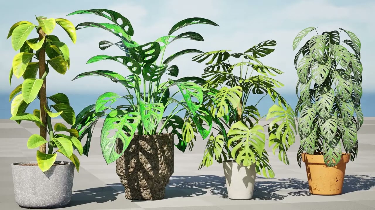 モンステラの植物 3Dモデル