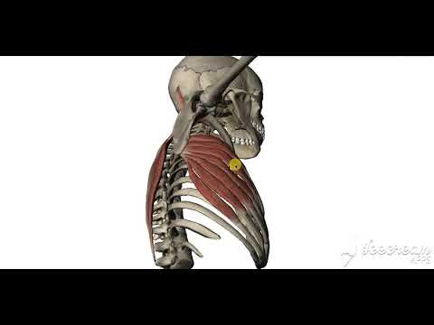 Trapezius 3