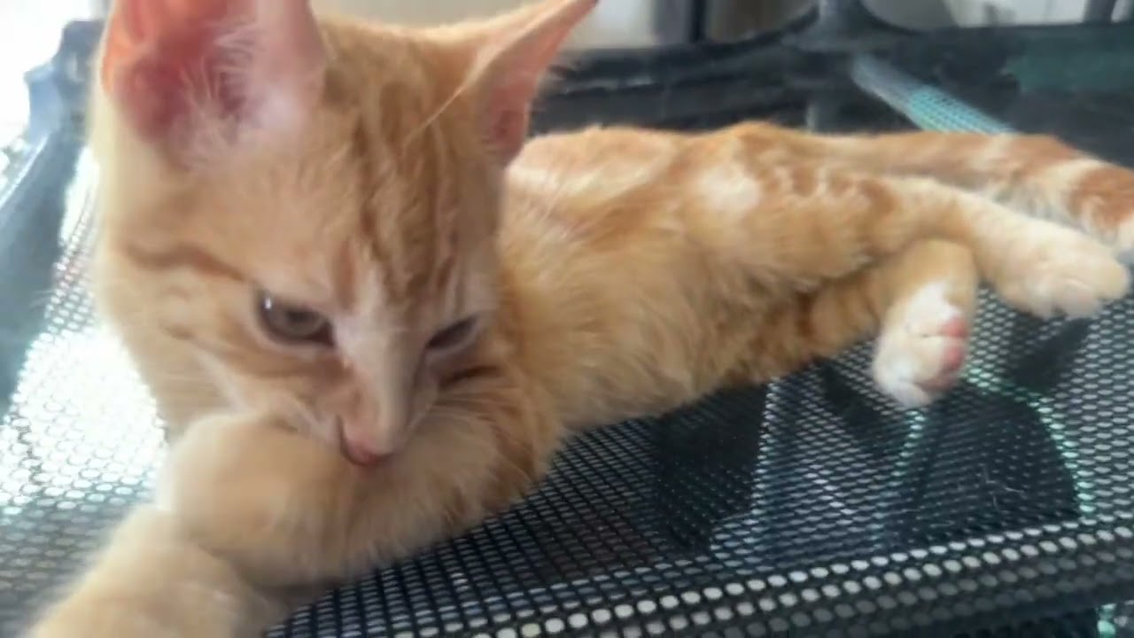 Sunny, a ADOPTABLE American Shorthair in North Hollywood, CA video 4/4
