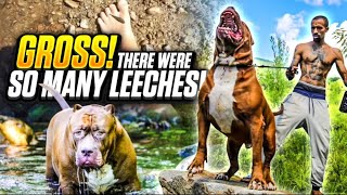 GROSS! do dogs get leeches?