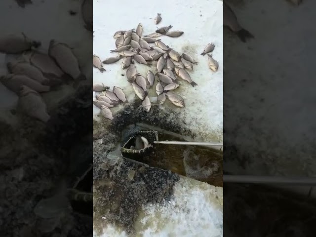 Что Такое Тяга Рыбалка