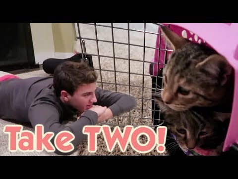 It's Take TWO! We Adopt Brother & Sister Kittens After Losing ...