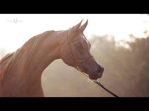 AL JOOD STUD - Qatar