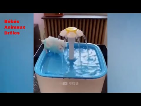 Vidéo animaux perroquets drôles