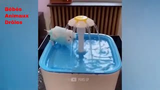 Miniature vidéo