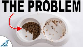 The #1 Mistake Dog Owners Make Feeding ...