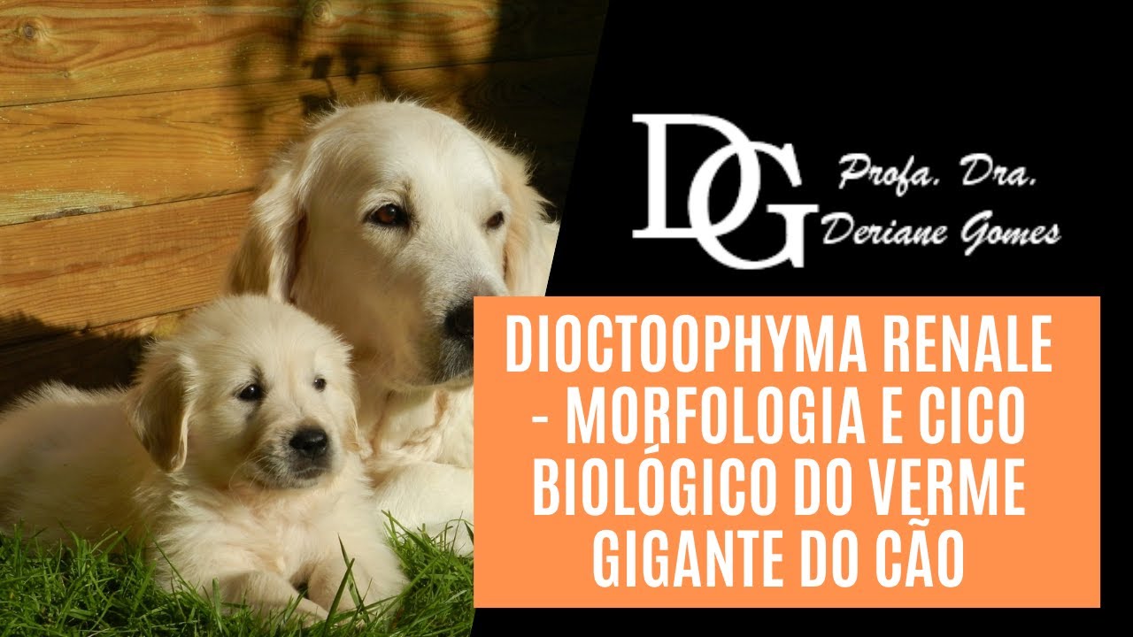 065. Dioctoophyma renale - Morfologia e Cico Biológico do Verme Gigante do Cão