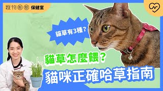 [心得/分享] 【貓草知識】吃到ㄎㄧㄤ掉會成癮嗎