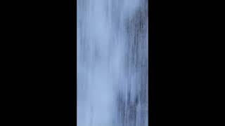 Shore Power: Circle Dog