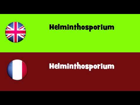 FROM ENGLISH TO FRENCH = Helminthosporium