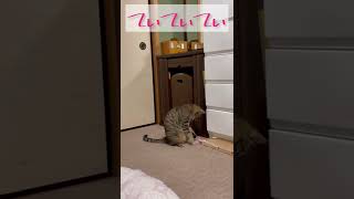 🐱❣️🐱❣️🐱❣️🐱❣️