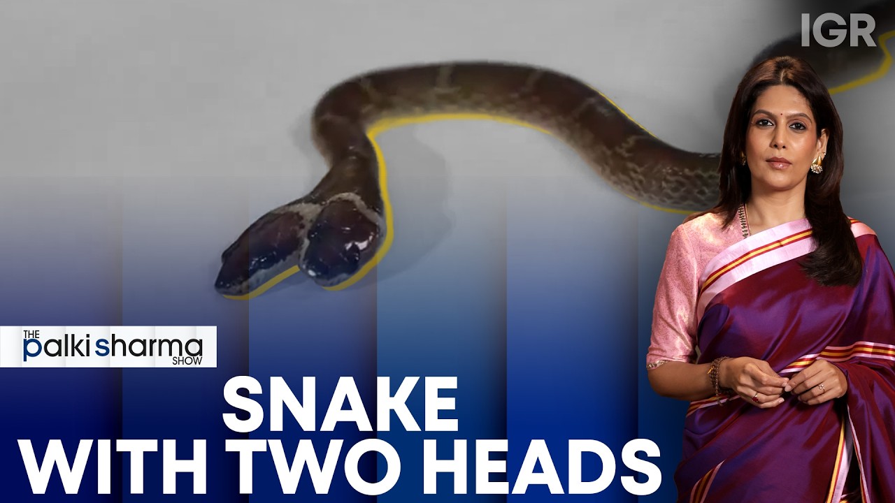 India’s Extremely Rare Two-Headed Wolf Snake Hatches | The Palki Sharma Show | India Global Review