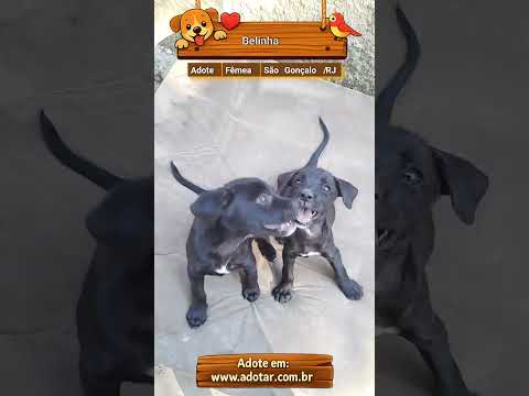 Vídeo de Belinha