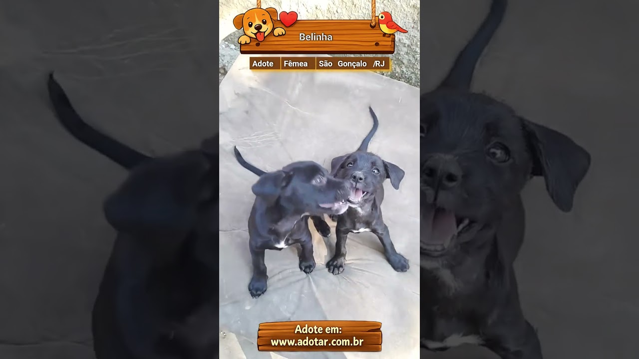Cachorro raça SRD-ViraLata idade 2 a 6 meses nome Belinha