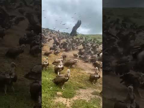 Large Vultures Rushing Towards Their Meal #vultures #birds