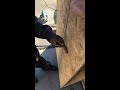Out here boarding up windows from someone&rsquo;s shitty vandalizm job