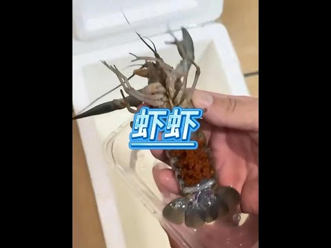 小龍蝦的故事 #動物故事 #龍蝦 #小龍蝦