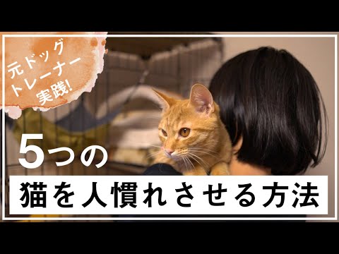 猫を別の子猫に慣れさせる方法 🐈