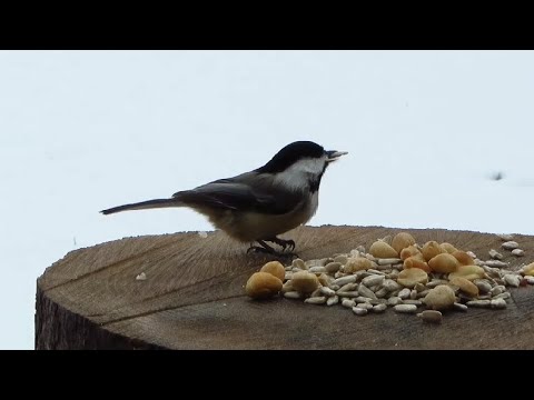 Black-capped chickadees gathering peanuts and sunflower seeds
