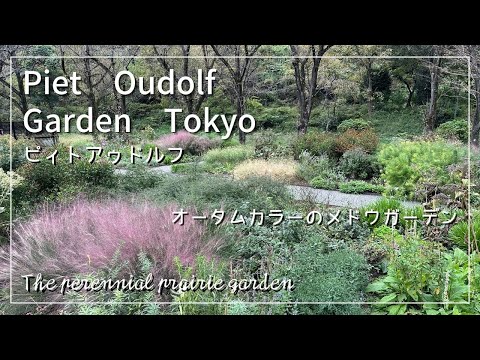 aménagement jardin paysager -autour-piscine-fleurs-arbustes-conifères