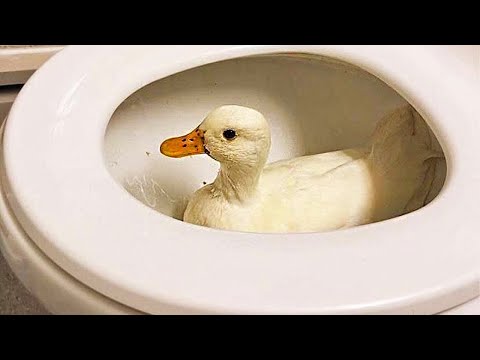 Les animaux font de drôles de choses | best of funny dogs in november !