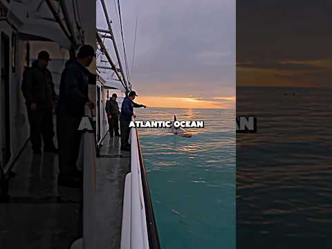 Mystery of South Africa's Missing Sharks