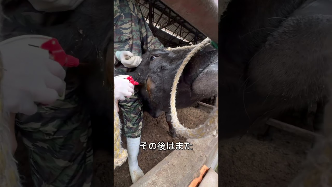 【牛の顔腫れ】中からは大量の膿が？Part③