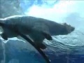 Polar Bear At The Detroit Zoo