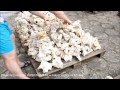 AQUAWILD Wapień Filipiński (HS3) - Drążona skała do akwarium