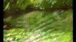 Pop Dell'Arte - The Ballad of Lilly O'