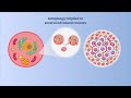 Novel Role Of Autophagy In The Competitive Removal Of Cancer Cells