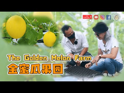 #27 The Golden Melon Farm // 金蜜瓜果园【BEST OF BORNEO SABAH: LIFE OF AGRICULTURE】