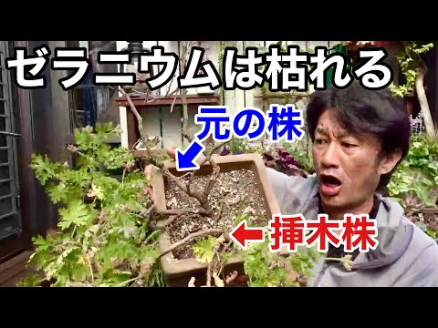 屋内の緑の植物と花を組み合わせる多年生ゼラニウムと関連する植物はどれですか