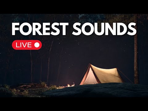 🔴 LIVE 24/7 Forest Sounds for Sleeping & Relaxation 🌲 Crickets, Night Ambience