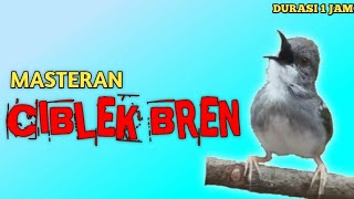 Download lagu Masteran Ciblek Kristal Gacor Ngebren mp3