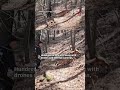 Runaway wolf from South Korean zoo recaptured after 9-day search
