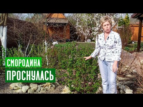 СМОРОДИНА ПРОСНУЛАСЬ! НЕ ДЕЛАЕМ ОШИБОК / Садовый гид