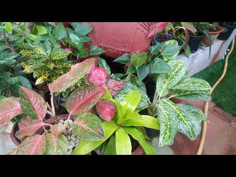 Sushri's Garden Style(1)