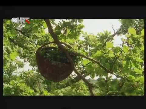 Biska - rakija i lijek