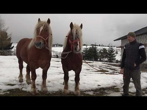 Armasarii lui Sorin de la Marisel, Cluj - 2026 Nou!!!