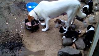 Mother Dog Barked Her Own Puppies