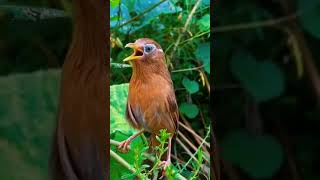 Download lagu Wambi Hutan Gacor mp3