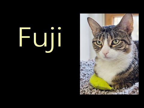 Fuji, an adoptable Domestic Short Hair in Brooklyn, NY_image-1