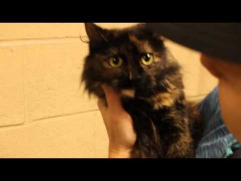 Izzy, an adopted Domestic Long Hair in Kittanning, PA_image-1