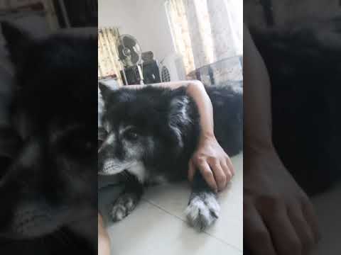 My precious ❤️Jimmy and Goldie❤️